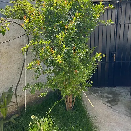 Apartment Garden One Bedroom Tirana